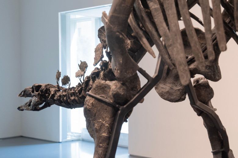 Press preview for 'Apex' The 150-Million-Year-Old Stegosaurus at Sotheby's auction house in New York on July 10, 2024