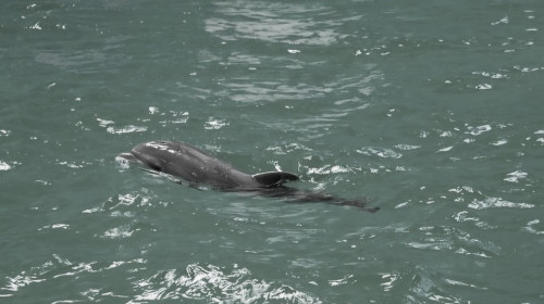 A murit primul pui de delfin care s-a născut în captivitate în România/ Foto: Facebook