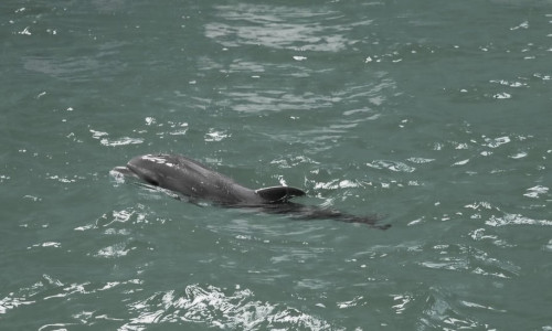A murit primul pui de delfin care s-a născut în captivitate în România/ Foto: Facebook