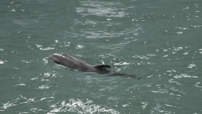 A murit primul pui de delfin care s-a născut în captivitate în România/ Foto: Facebook