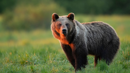 Wild,Brown,Bear,(,Ursus,Arctos,)