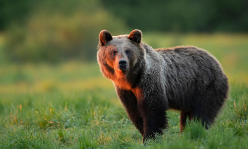 Wild,Brown,Bear,(,Ursus,Arctos,)