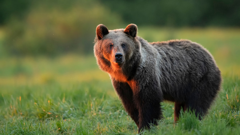 Wild,Brown,Bear,(,Ursus,Arctos,)