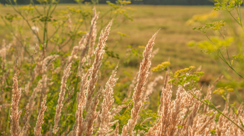 Field,Plants,On,The,Background,Of,A,Summer,Field,In