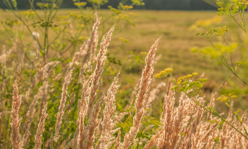 Field,Plants,On,The,Background,Of,A,Summer,Field,In