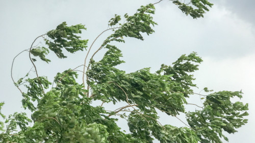 Tree,During,Heavy,Wind