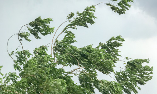 Tree,During,Heavy,Wind