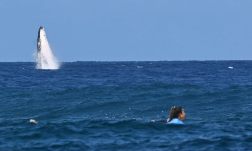 balena (3)