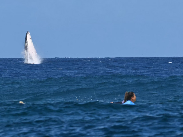 O balenă şi-a făcut apariţia la probele de surfing din Tahiti, la JO 2024. A oferit la rândul ei un mic spectacol