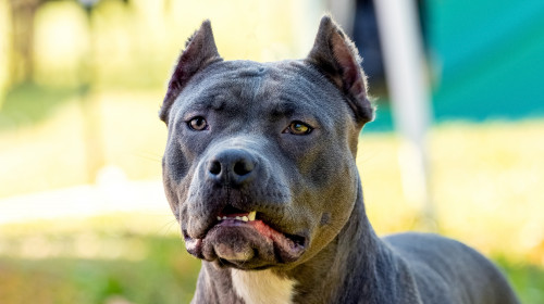 Amstaff/ Foto: Shutterstock