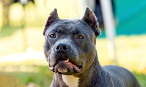 Amstaff/ Foto: Shutterstock