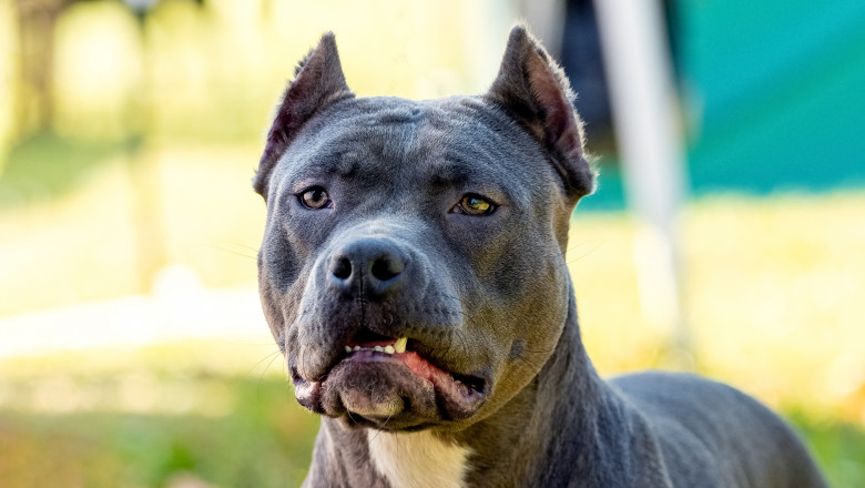 Amstaff/ Foto: Shutterstock