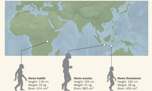 homo-floresiensis-768x489