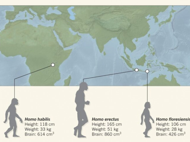 Os de “Hobbit” dintr-o specie mică de oameni antici găsit pe o Insulă din Indonezia
