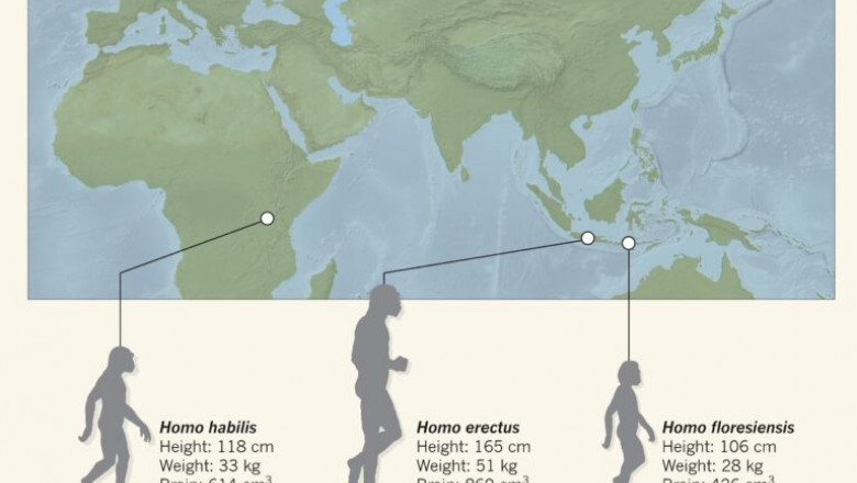 homo-floresiensis-768x489