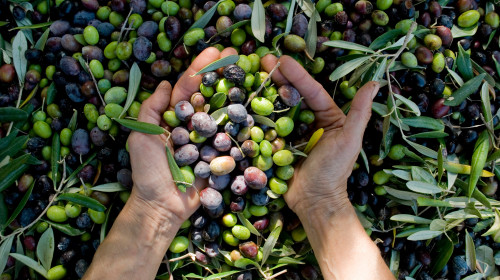 Girl,Hands,With,Olives,,Picking,From,Plants,During,Harvesting,,Green,