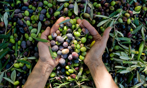 Girl,Hands,With,Olives,,Picking,From,Plants,During,Harvesting,,Green,