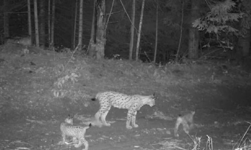 Imagini cu o femelă râs şi cei doi pui ai săi, surprinse într-o pădure din Neamţ