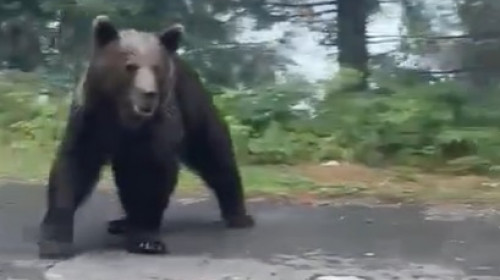 Un urs şi-a făcut apariţia în una dintre cele mai vizitate zone turistice din Sinaia/ Foto: News.ro