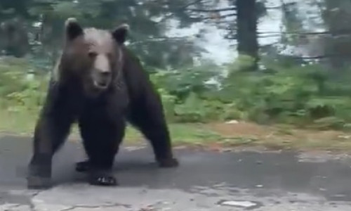 Un urs şi-a făcut apariţia în una dintre cele mai vizitate zone turistice din Sinaia/ Foto: News.ro