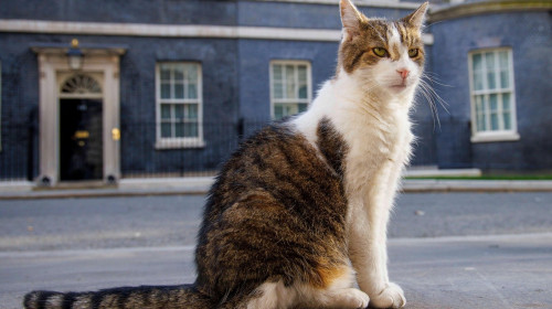 London, UK. 30th July, 2024. Larry the Downing Street cat and Chief Mouser to the Cabinet Office patrols the street. He came from Battersea Dogs and Cats Home and has now lived at Number 10 with six Prime Ministers who are David Cameron, Theresa May, Bori