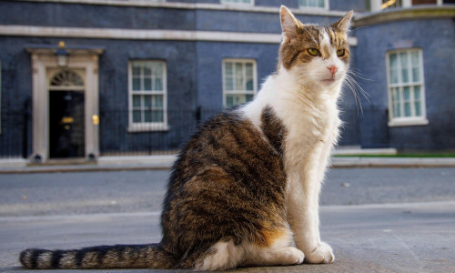 London, UK. 30th July, 2024. Larry the Downing Street cat and Chief Mouser to the Cabinet Office patrols the street. He came from Battersea Dogs and Cats Home and has now lived at Number 10 with six Prime Ministers who are David Cameron, Theresa May, Bori