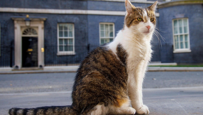 London, UK. 30th July, 2024. Larry the Downing Street cat and Chief Mouser to the Cabinet Office patrols the street. He came from Battersea Dogs and Cats Home and has now lived at Number 10 with six Prime Ministers who are David Cameron, Theresa May, Bori