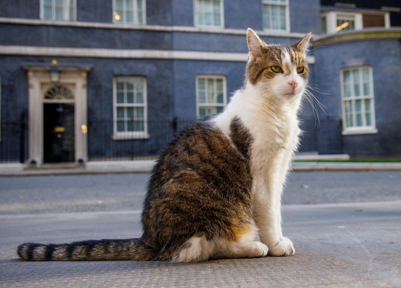 London, UK. 30th July, 2024. Larry the Downing Street cat and Chief Mouser to the Cabinet Office patrols the street. He came from Battersea Dogs and Cats Home and has now lived at Number 10 with six Prime Ministers who are David Cameron, Theresa May, Bori