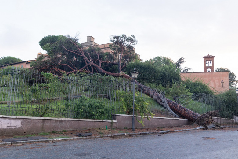 Italy: Fallen Trees in Rome