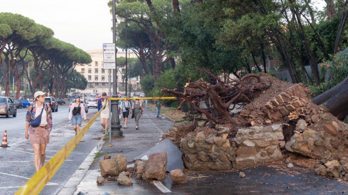 Italy: Fallen Trees in Rome