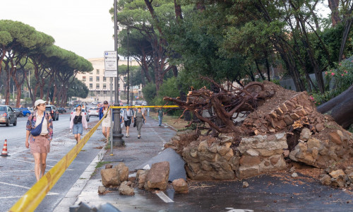 Italy: Fallen Trees in Rome