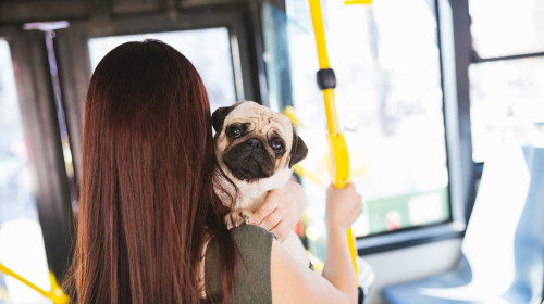 Animale de companie în mijloace de transport/ Shutterstock