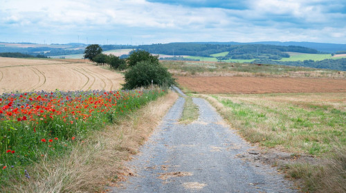 Path through a meadow with poppy flowers and a wheat field, nature in summer, environment and ecology concept, recreational area in Germany