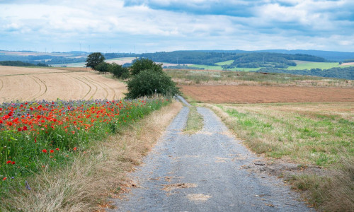 Path through a meadow with poppy flowers and a wheat field, nature in summer, environment and ecology concept, recreational area in Germany