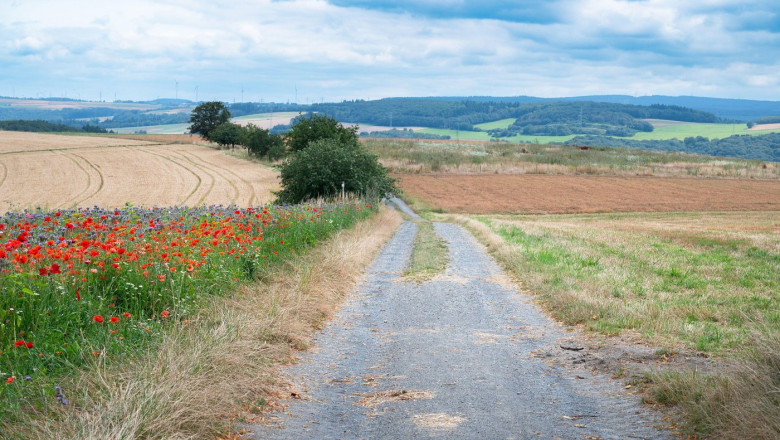 Path through a meadow with poppy flowers and a wheat field, nature in summer, environment and ecology concept, recreational area in Germany