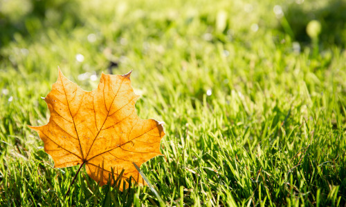 One,Dry,Yellow,Maple,Leaf,On,Green,Grass,Background,Close-up.