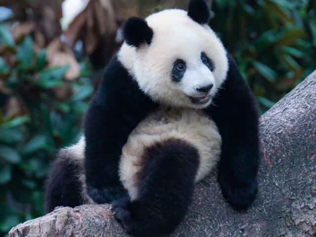 O grădină zoologică din Finlanda va da înapoi Chinei doi panda uriaşi. Motivul invocat a fost inflaţie