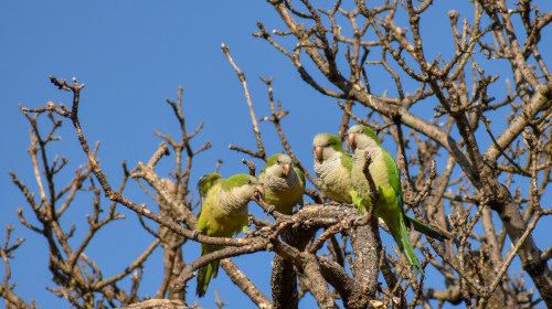 Group,Of,Monk,Parakeet,(myiopsitta,Monachus),,Or,Quaker,Parrot,,In