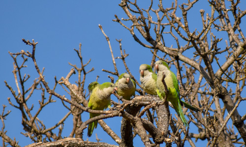 Group,Of,Monk,Parakeet,(myiopsitta,Monachus),,Or,Quaker,Parrot,,In