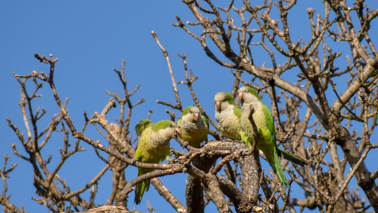 Group,Of,Monk,Parakeet,(myiopsitta,Monachus),,Or,Quaker,Parrot,,In