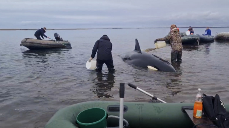 A pod of four killer whales, including two cubs, stranded off the coast of Kamchatka, a remote Russian region, where volunteers and local emergency services seeking to help the mammals wait out the low tide in shallow waters of the Bolshaya Vorovskaya Riv