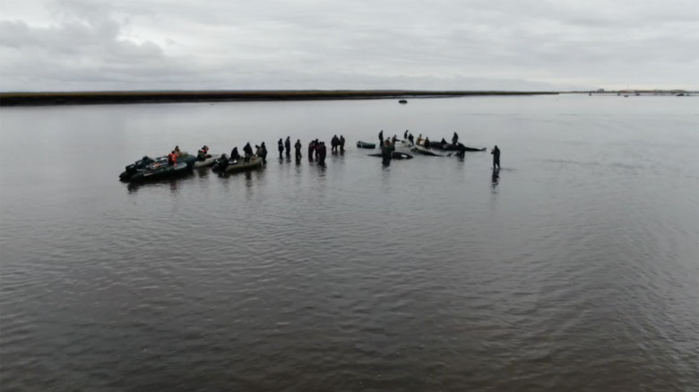 A pod of four killer whales, including two cubs, stranded off the coast of Kamchatka, a remote Russian region, where volunteers and local emergency services seeking to help the mammals wait out the low tide in shallow waters of the Bolshaya Vorovskaya Riv