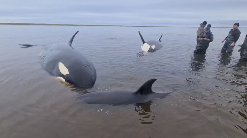 A pod of four killer whales, including two cubs, stranded off the coast of Kamchatka, a remote Russian region, where volunteers and local emergency services seeking to help the mammals wait out the low tide in shallow waters of the Bolshaya Vorovskaya Riv