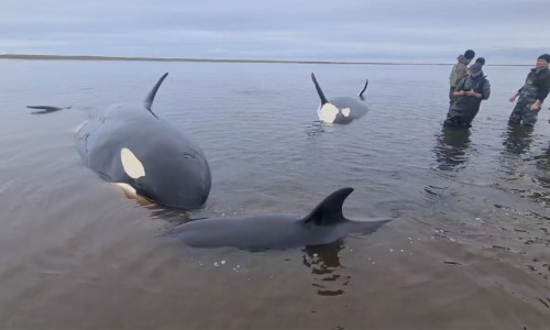 A pod of four killer whales, including two cubs, stranded off the coast of Kamchatka, a remote Russian region, where volunteers and local emergency services seeking to help the mammals wait out the low tide in shallow waters of the Bolshaya Vorovskaya Riv