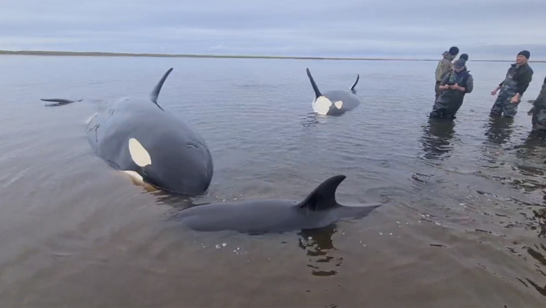 A pod of four killer whales, including two cubs, stranded off the coast of Kamchatka, a remote Russian region, where volunteers and local emergency services seeking to help the mammals wait out the low tide in shallow waters of the Bolshaya Vorovskaya Riv