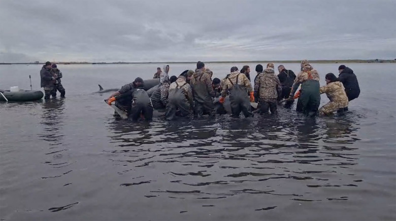 Russian volunteers and local emergency services manhandle a marooned killer whale off the coast of Kamchatka to try and get it to deeper water.