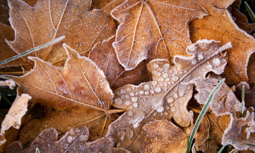 Leaves,On,The,Ground,Covered,With,Ice