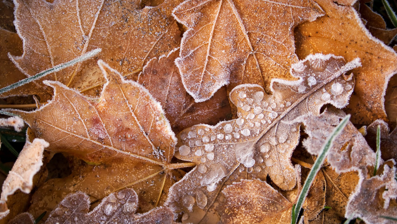 Leaves,On,The,Ground,Covered,With,Ice