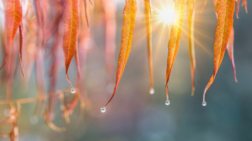 Water,Drops,Hanging,From,Autumn,Yellow-orange,Leaves,Of,Sumac,.