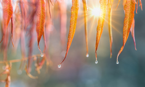 Water,Drops,Hanging,From,Autumn,Yellow-orange,Leaves,Of,Sumac,.